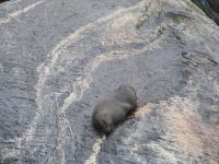 Albums/20060200-New Zealand 2006/20060211-Milford Sound/30